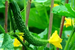 黃瓜開花期用什么肥料好？